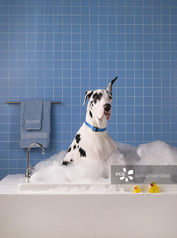 大丹犬正在洗澡，背景为蓝色瓷砖图片素材
