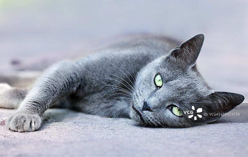 猫图片素材