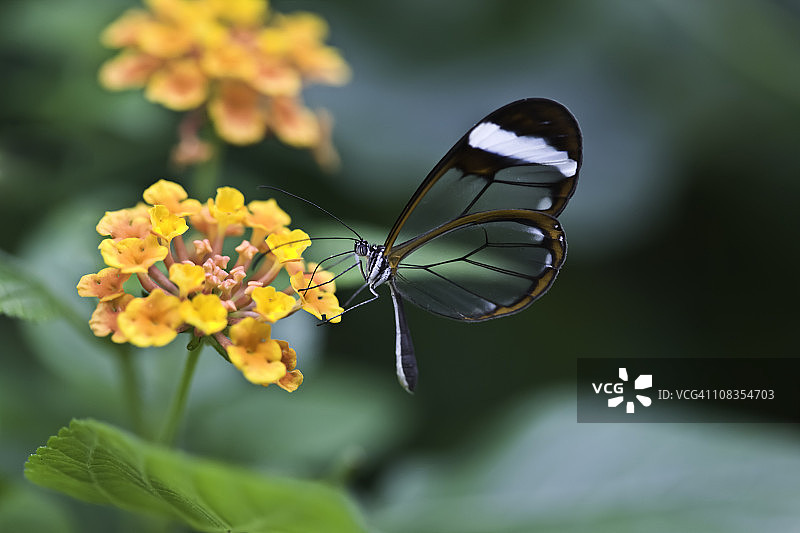 玻璃翼蝶图片素材