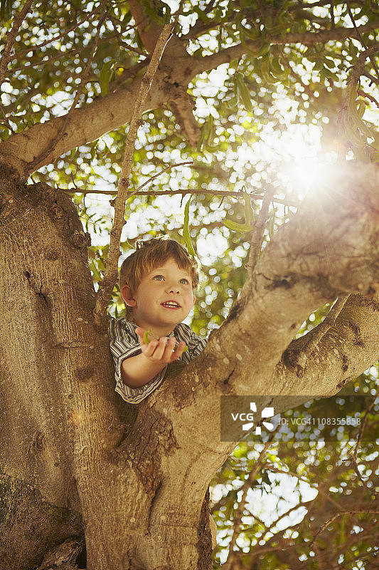 小男孩爬树图片素材