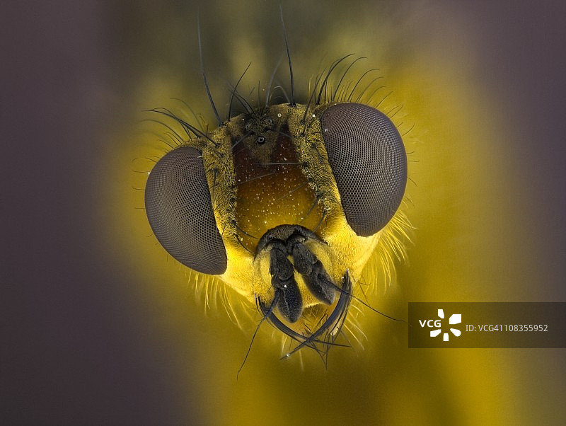 黄色粪蝇图片素材