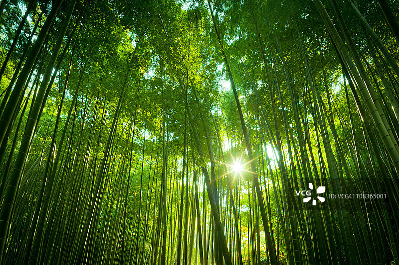 亚洲竹林图片素材
