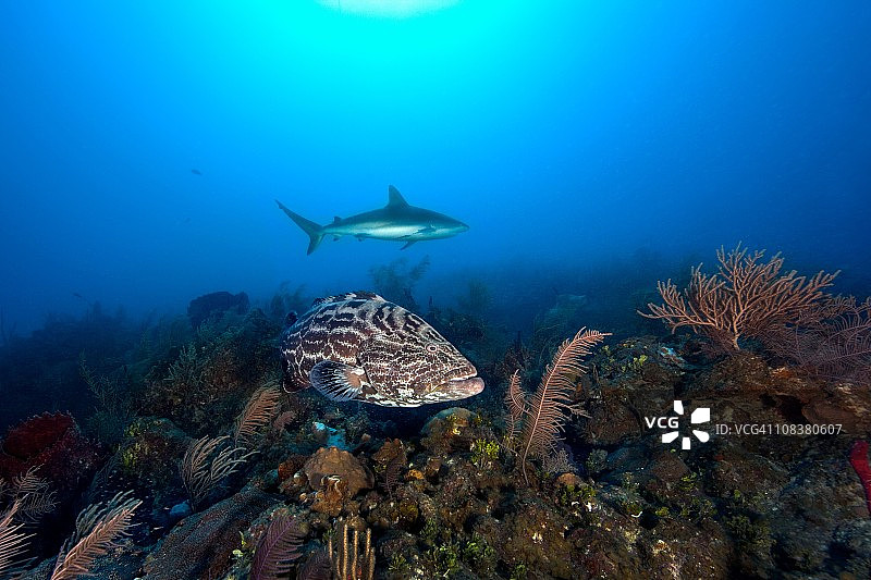 黑石斑鱼和加勒比礁鲨图片素材