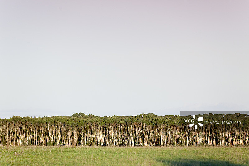 澳大利亚金岛威克姆海角的茶树图片素材