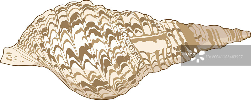 海贝壳图片素材