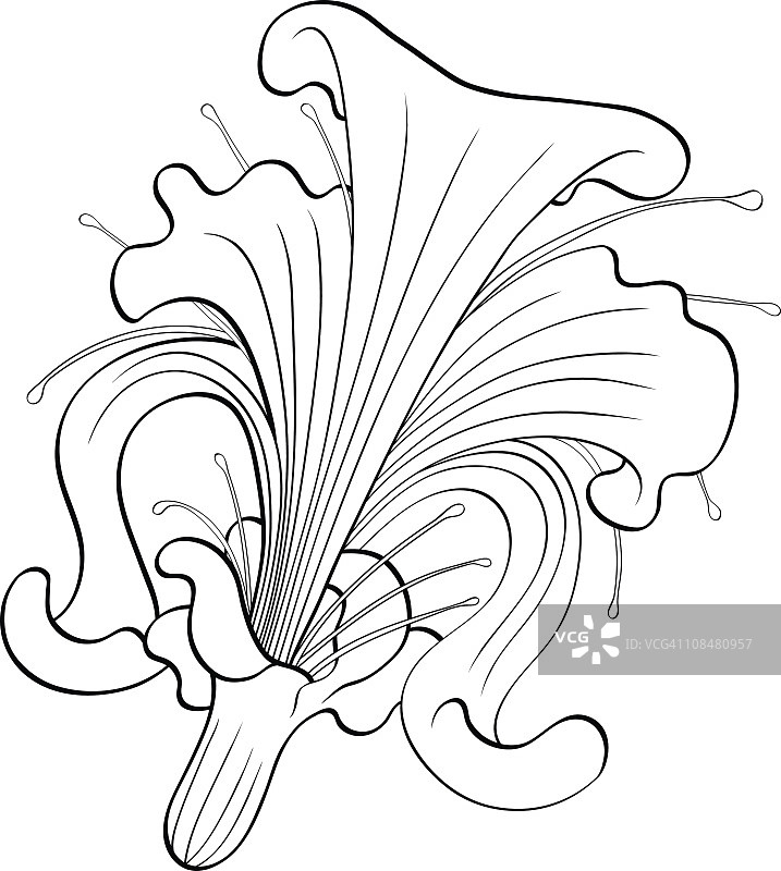 鸢尾花绘画图片素材