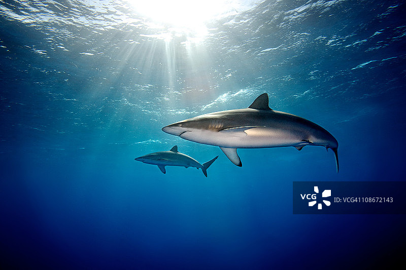 镰状真鲨图片素材