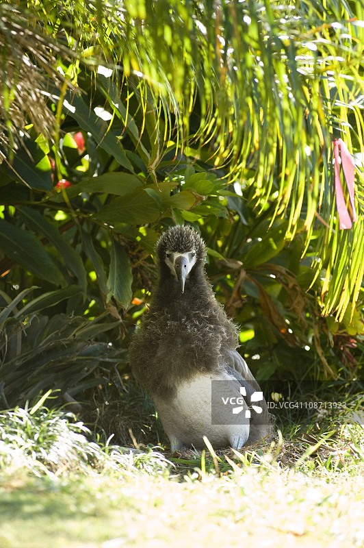 夏威夷群岛上的幼年信天翁，美国图片素材