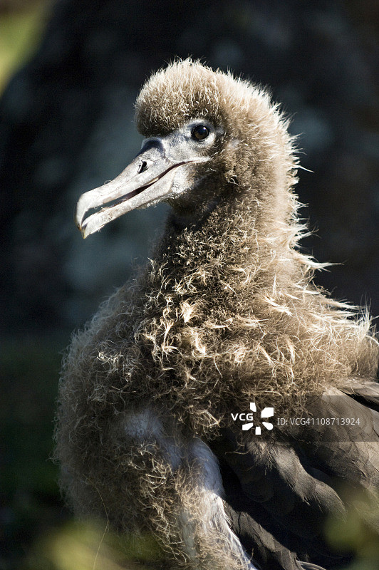 夏威夷群岛上的幼年信天翁，美国图片素材