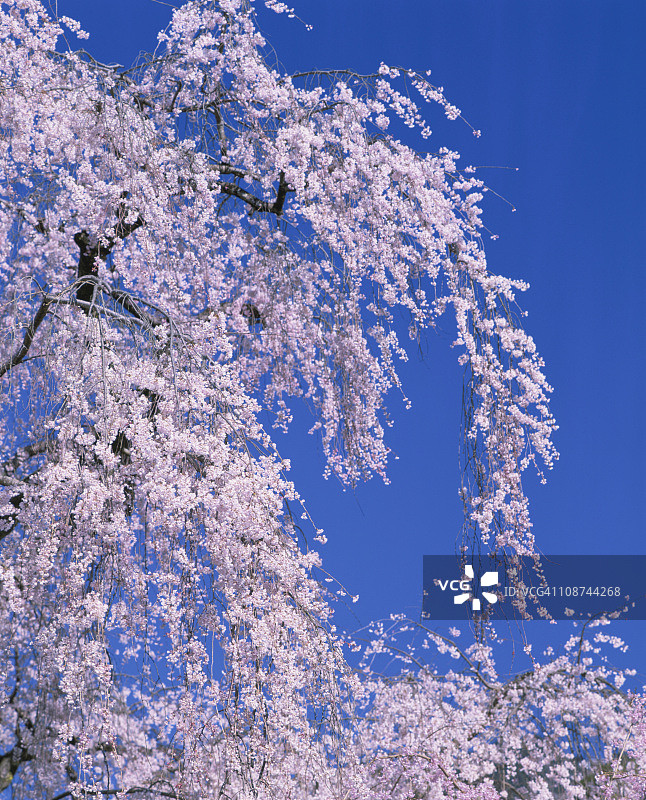 哭泣的樱桃树图片素材