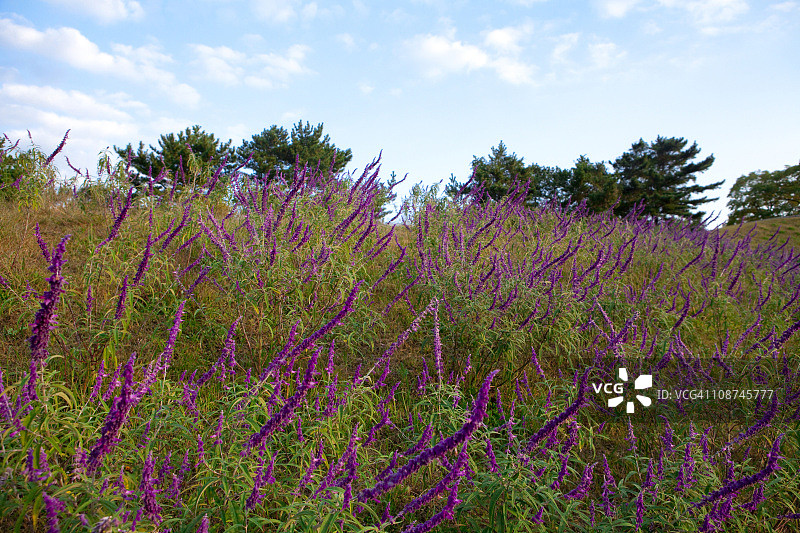 墨西哥灌木图片素材