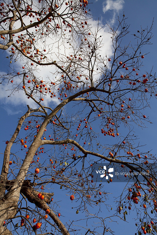 结满果实的柿子树图片素材