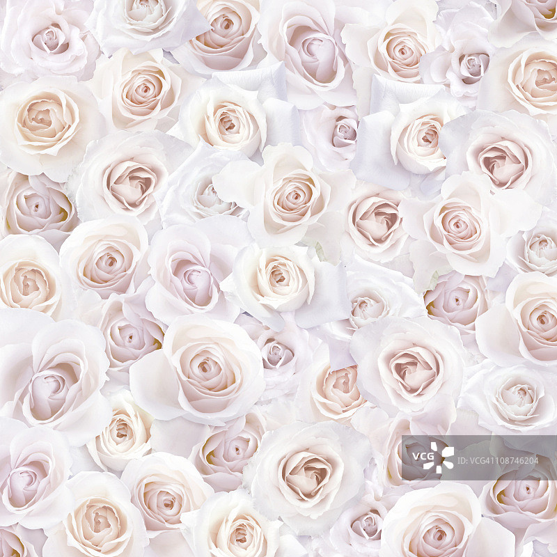 粉色的玫瑰图片素材