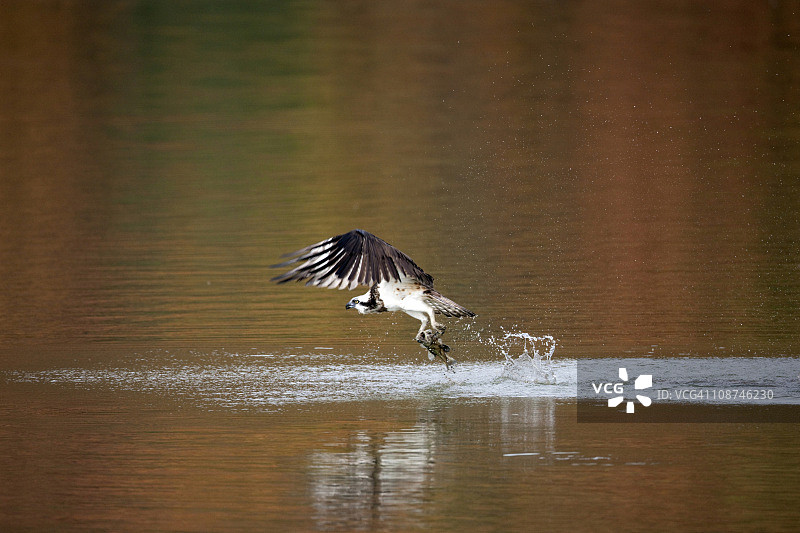 鹗捕鱼图片素材