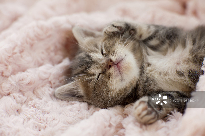 小猫在毛巾上睡觉图片素材