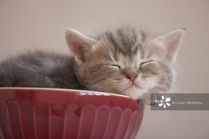 睡在碗里的小猫图片素材