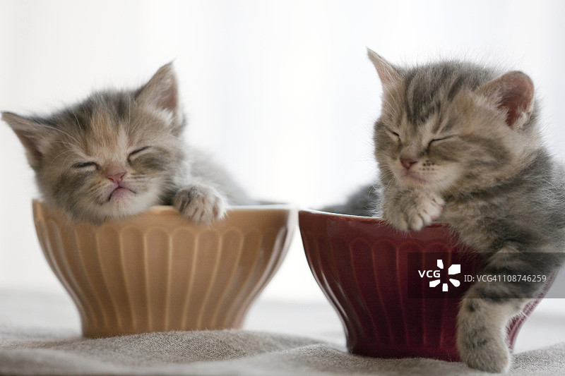 两只小猫在碗里睡觉图片素材