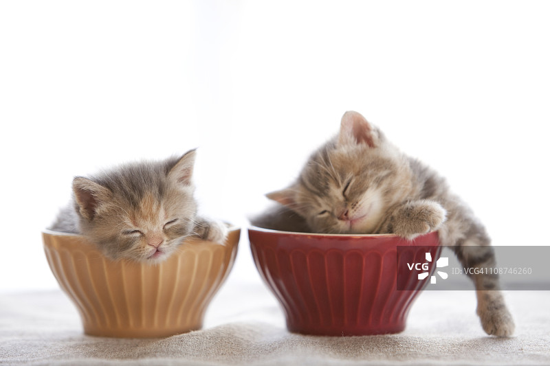 两只小猫在碗里睡觉图片素材