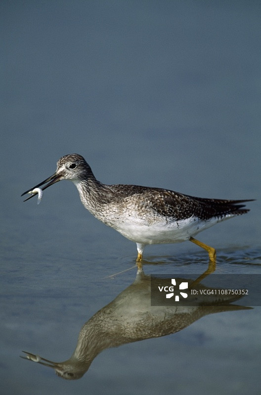 小黄脚鹬在潮汐池中行走，嘴里叼着小鱼，佛罗里达州，美国图片素材