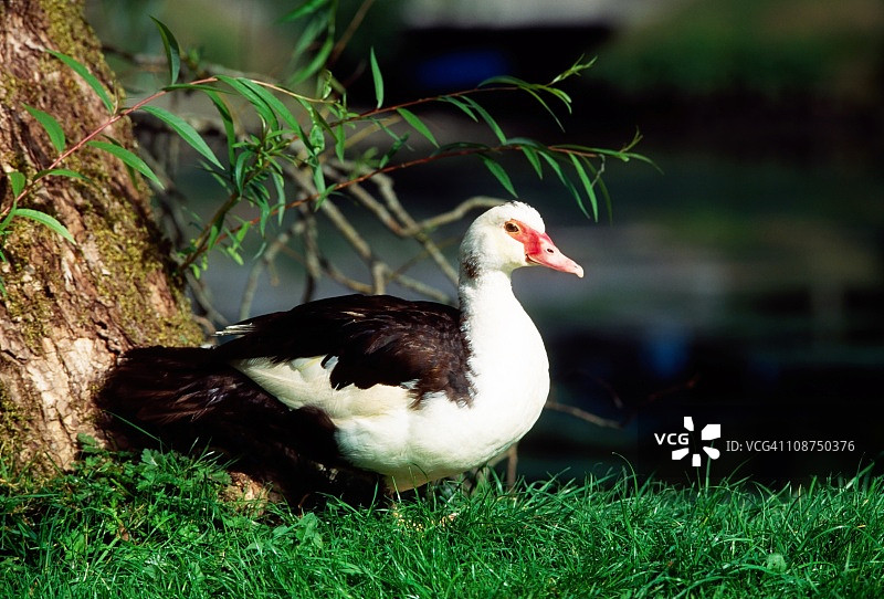 巴巴里鸭的侧视图图片素材