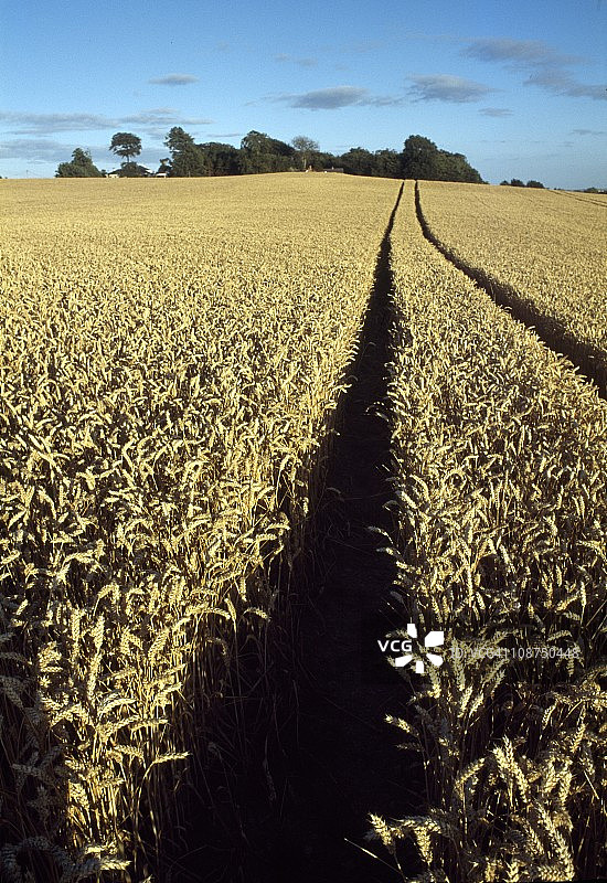 爱尔兰劳斯郡邓多克哈格德斯敦村庄小麦作物图片素材