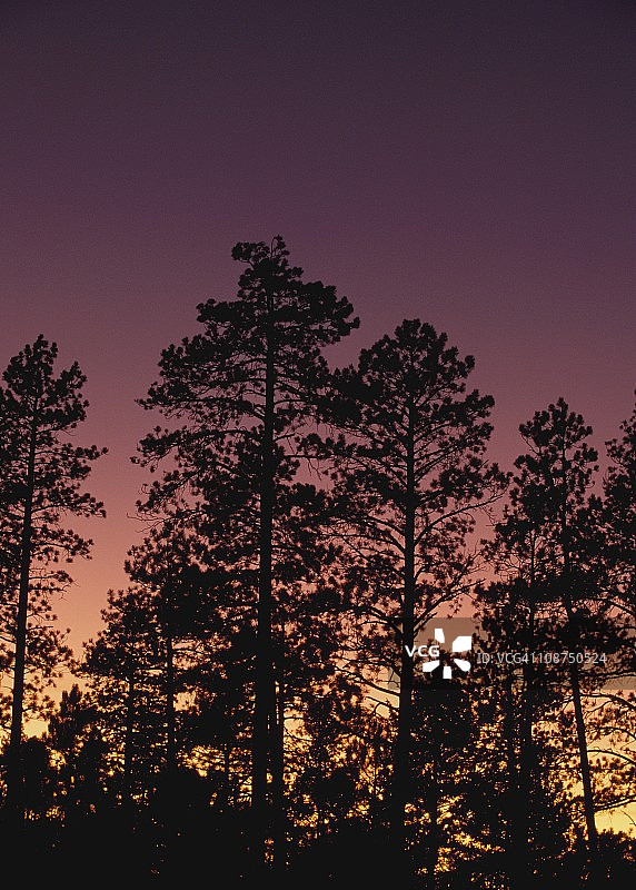 新墨西哥州杰梅兹山脉的黄松图片素材