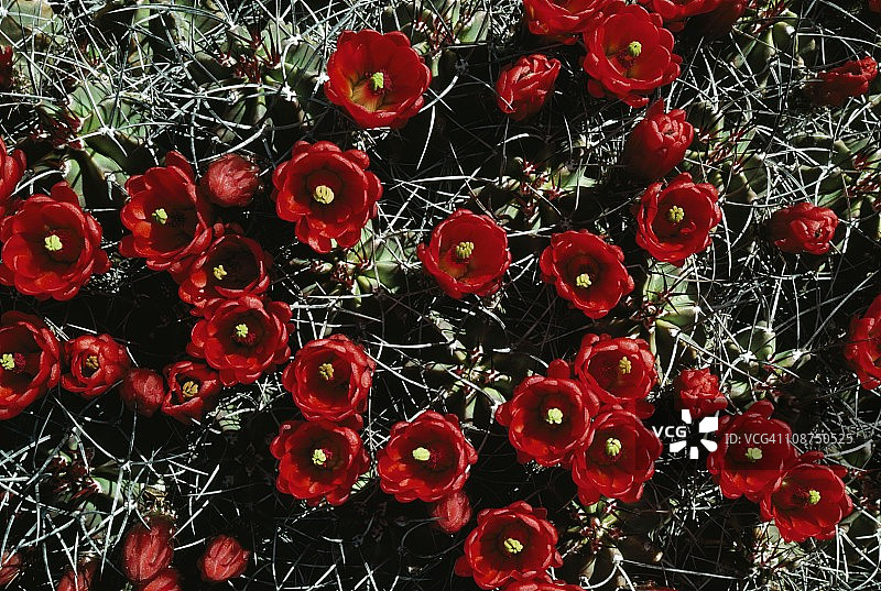 克拉雷特杯仙人柱，美国新墨西哥州白沙国家纪念地图片素材