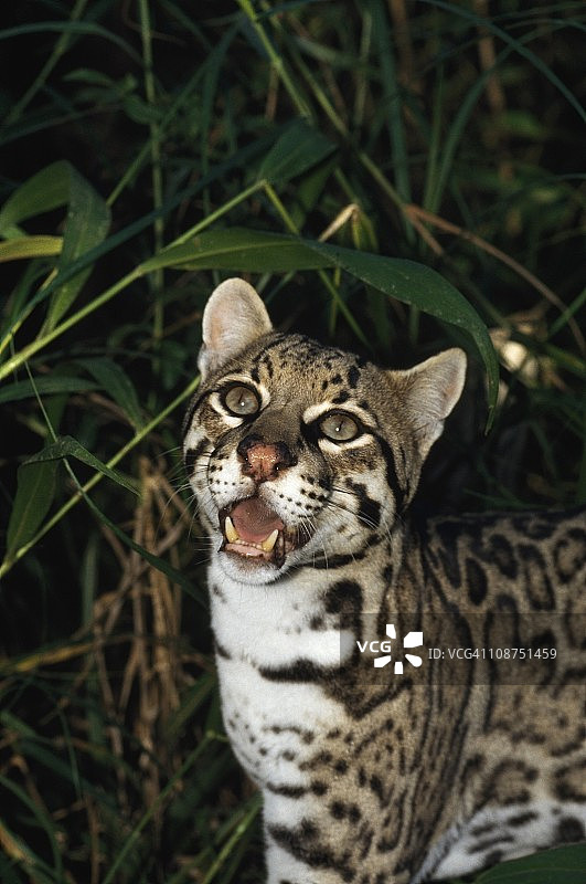 美洲豹，伯利兹图片素材