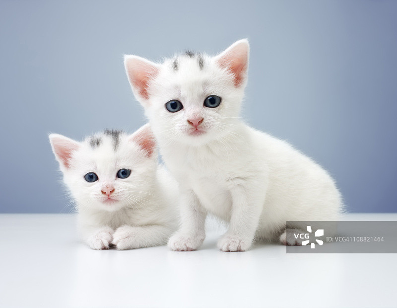 好奇的双胞胎小猫图片素材