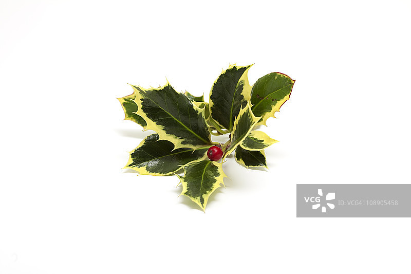 圣诞冬青图片素材
