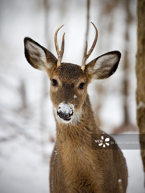 雪地里的年轻雄鹿图片素材