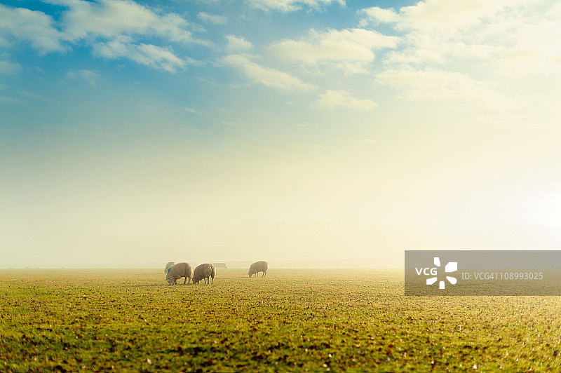 金色雾气中的绵羊图片素材