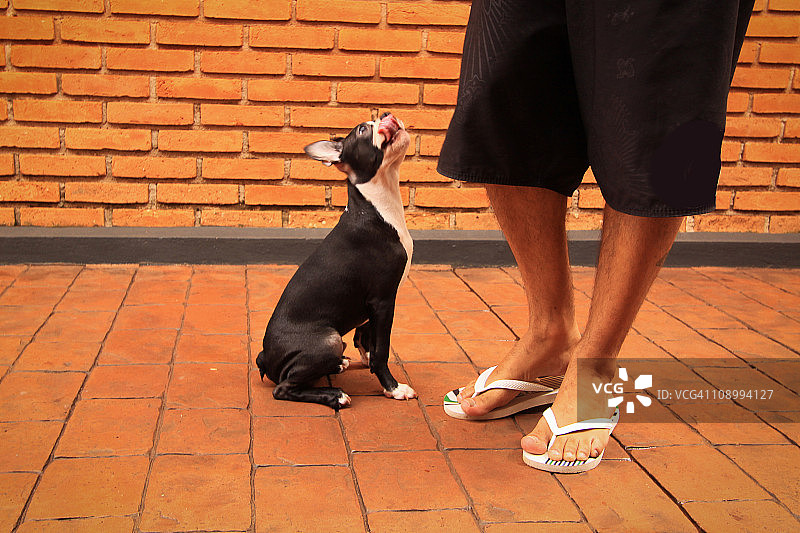饥饿的波士顿梗犬图片素材