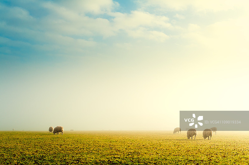 雾蒙蒙的田野里的绵羊图片素材