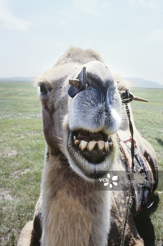 在哈斯台国家公园里的双峰骆驼图片素材