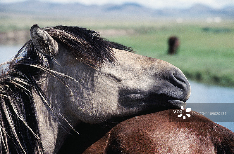 放松的普氏野马图片素材