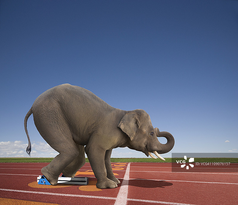 起跑线上的大象图片素材