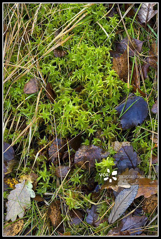 泥炭藓图片素材