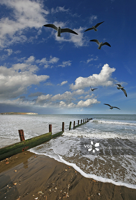 怀特岛桑当湾东海岸海鸥巡逻图片素材