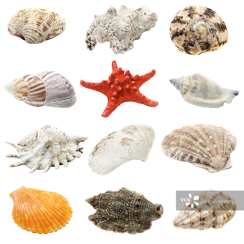 独立海螺图案图片素材