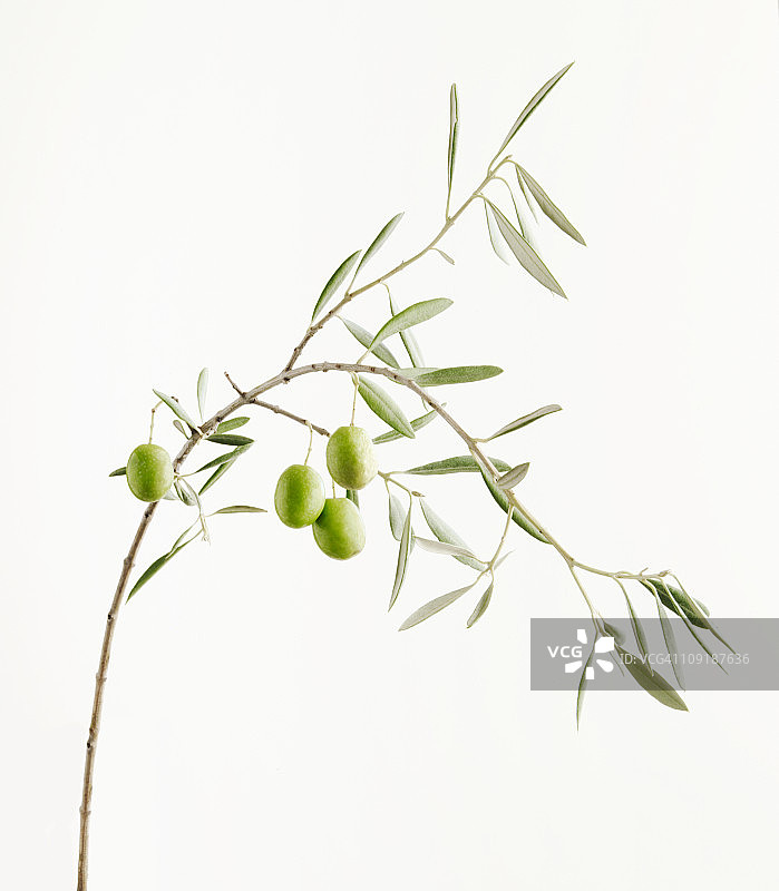 带果实的橄榄枝图片素材