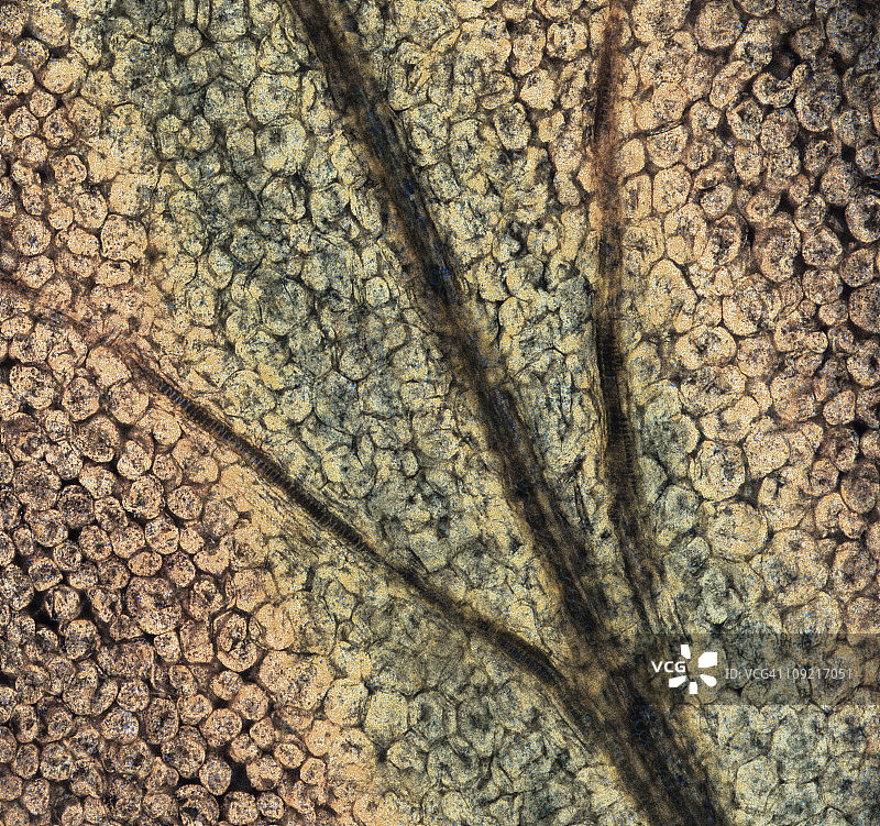 植物细胞图片素材