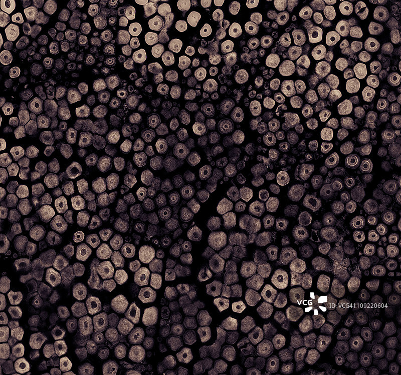 植物细胞的共聚焦显微镜图像图片素材