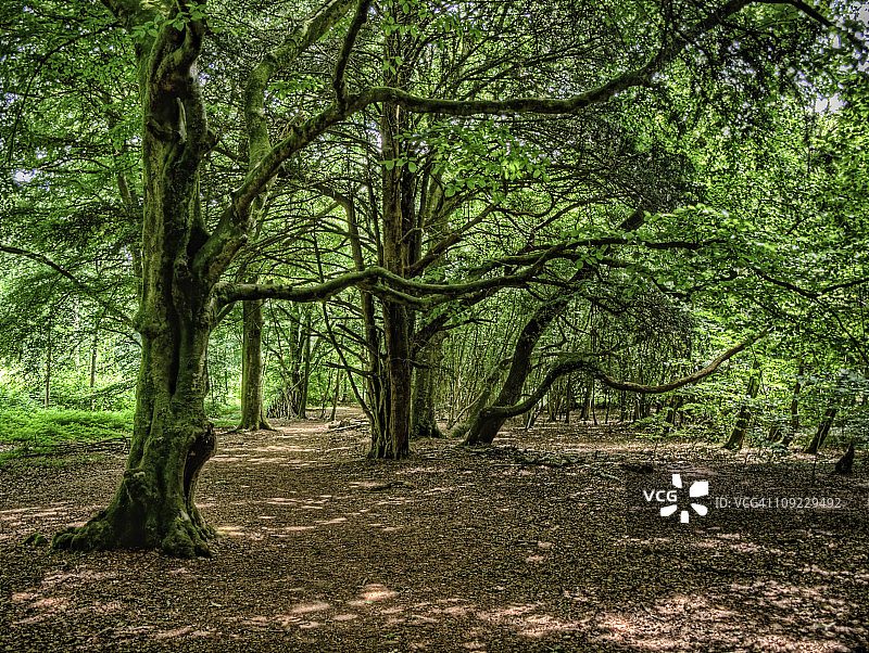 克拉伦登小径沿线的森林和斑驳光影图片素材