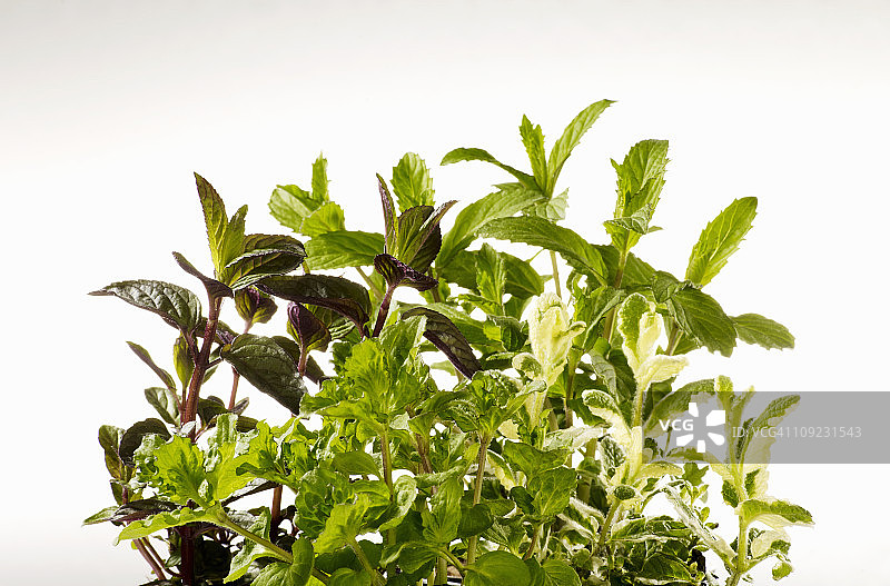 瑞士薄荷品种白色背景特写图片素材