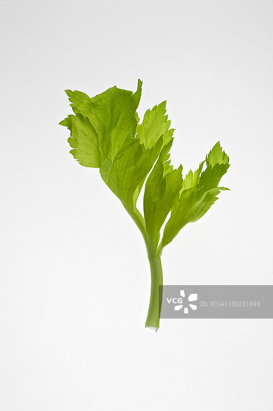 白色背景上的芹菜叶特写图片素材