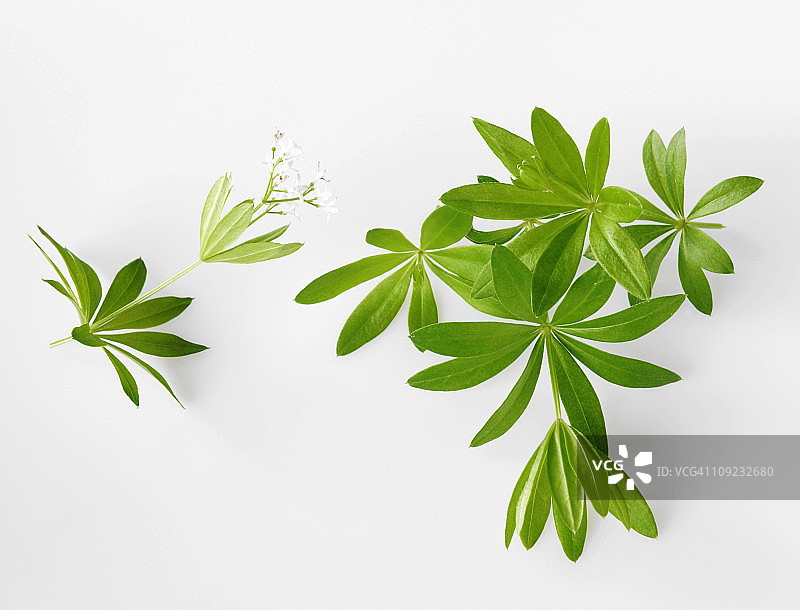 白色背景上的草木樨花图片素材