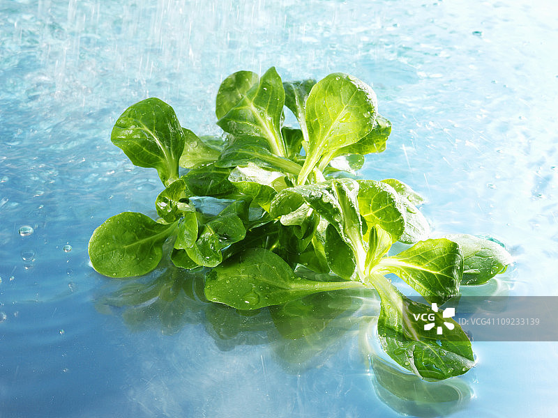 在羊羔生菜上喷水图片素材