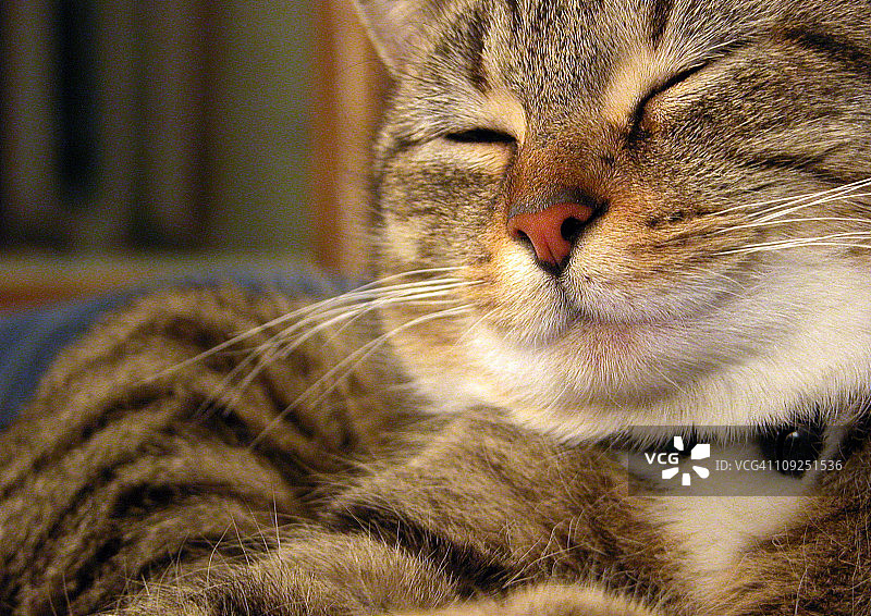 满意的猫图片素材