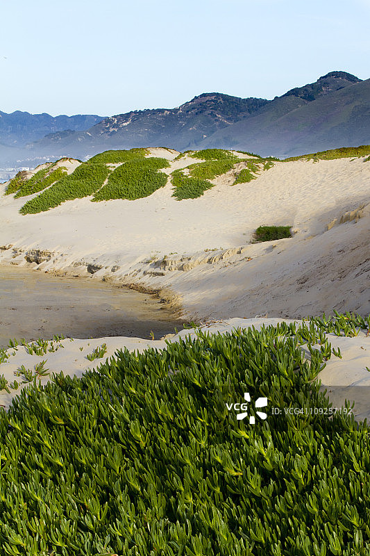 冰叶日中花海岸图片素材